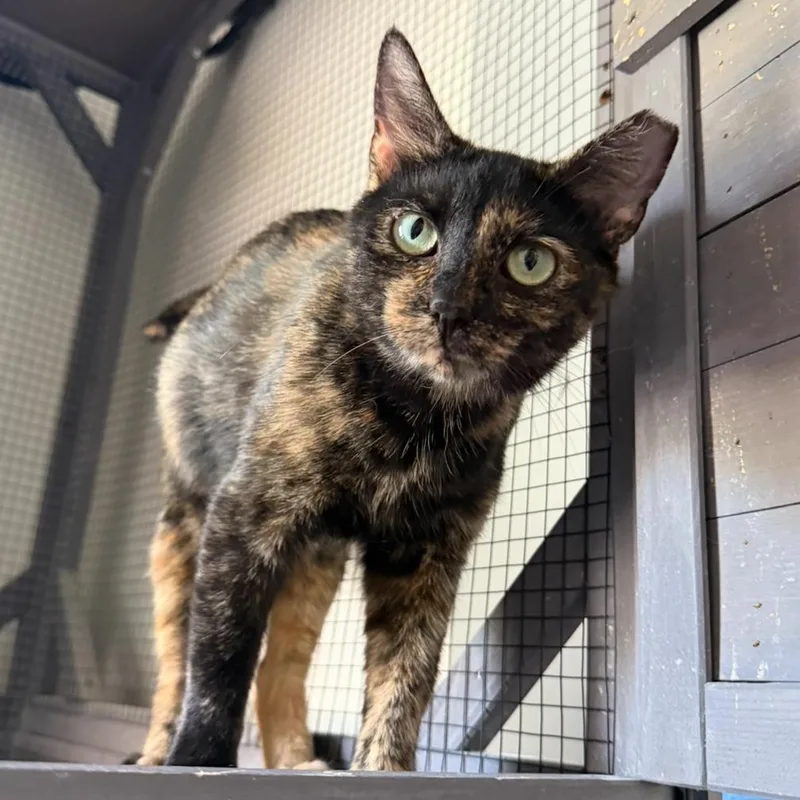 Velveeta thumbnail 2