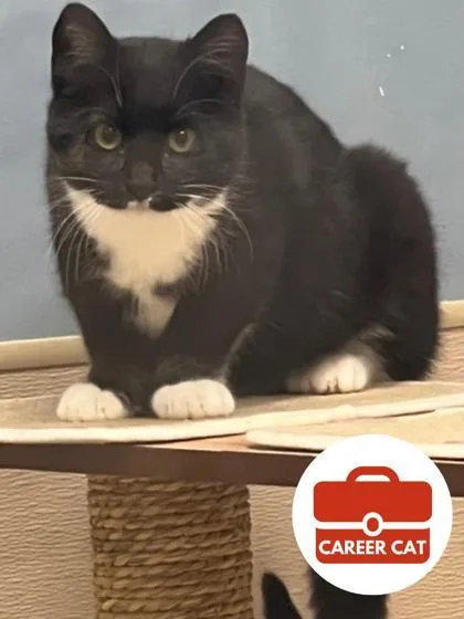 A young small-sized female Domestic Short Hair cat named Ellie for adoption in Roseville, CA