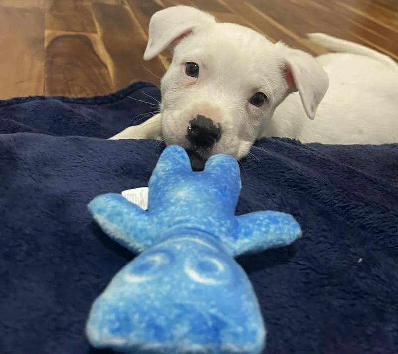 A baby medium-sized female Pit Bull Terrier dog named Marley for adoption in Pleasant Ridge, MI