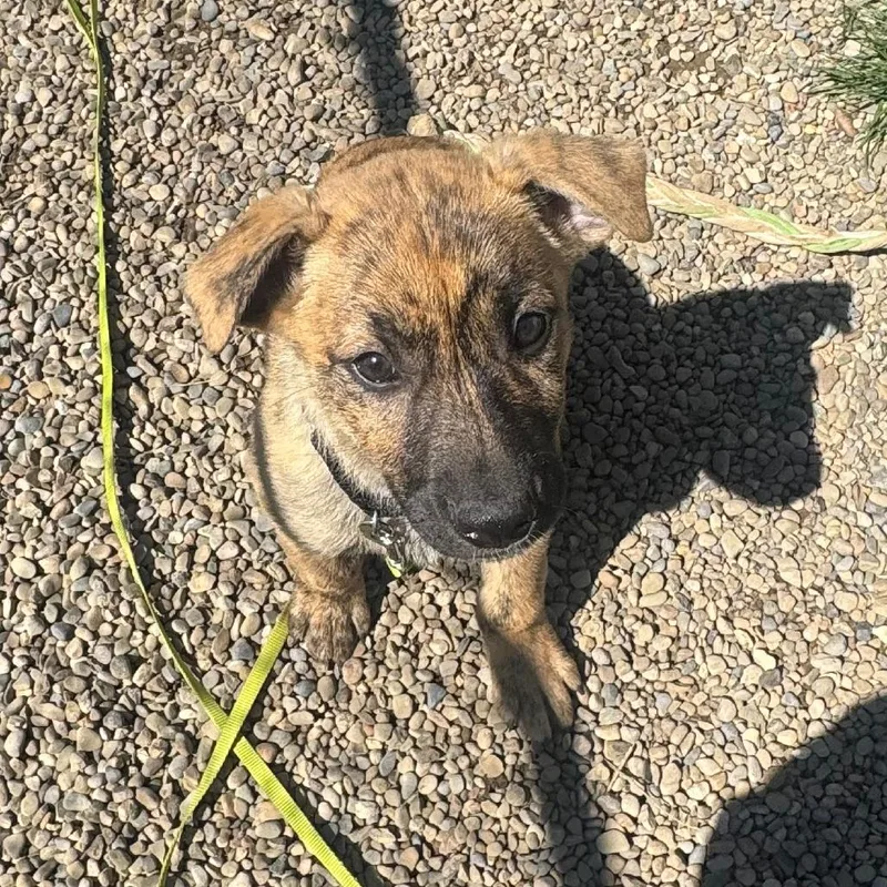 A baby medium-sized male Brown / Chocolate Boxer dog named Tucker for adoption in Columbia Station, OH