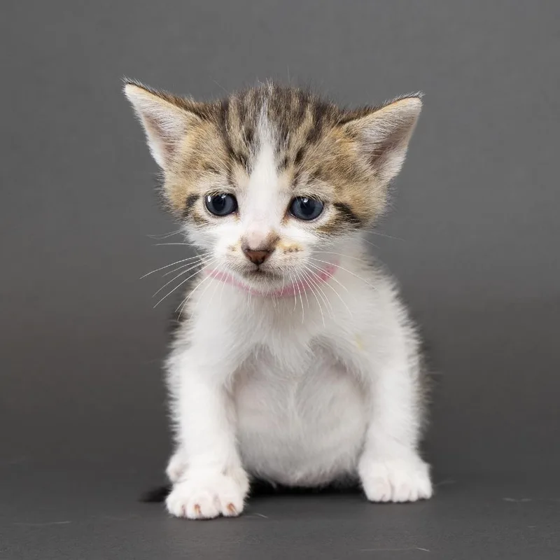 A baby small-sized male Domestic Short Hair cat named Luca for adoption in Franklin, TN
