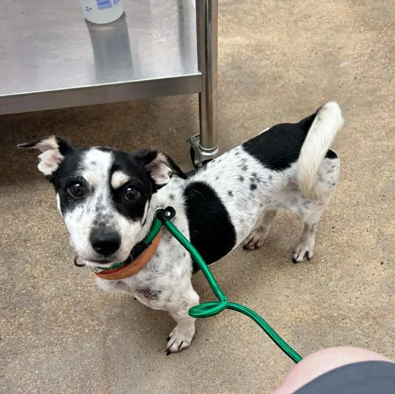 An adult small-sized male Harlequin Rat Terrier dog named Steve for adoption in Houston, TX