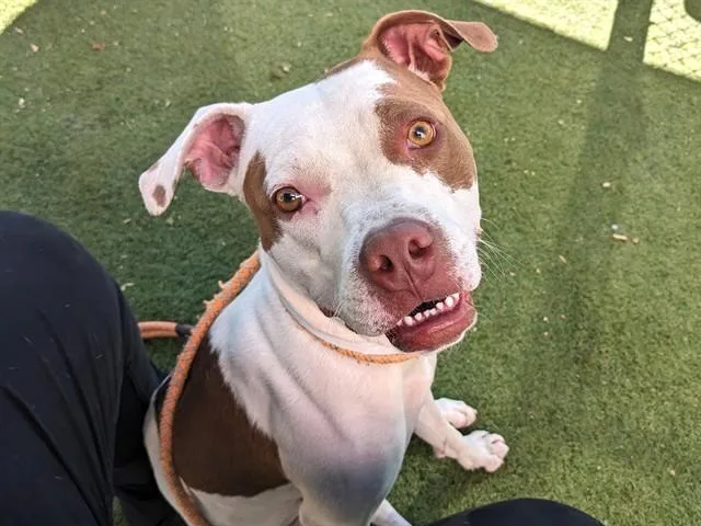 A young large-sized female Pit Bull Terrier dog named Peach for adoption in Phoenix, AZ