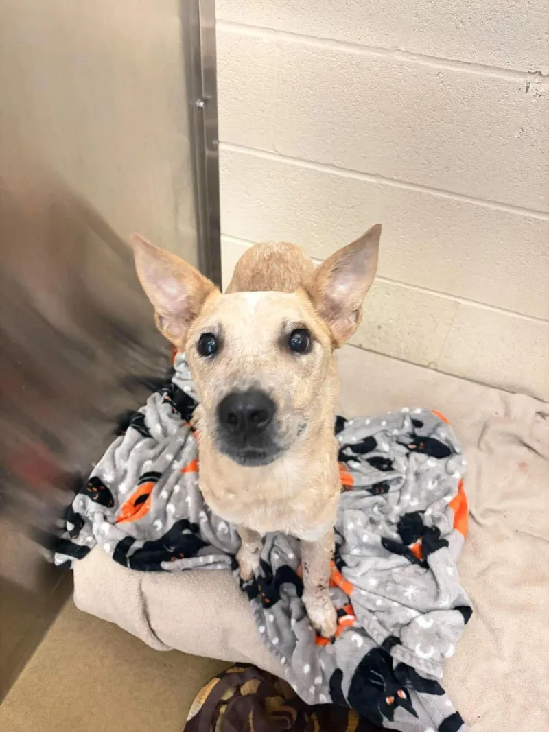 An adult medium-sized female Australian Cattle Dog / Blue Heeler dog named Ariel for adoption in Rockwall, TX