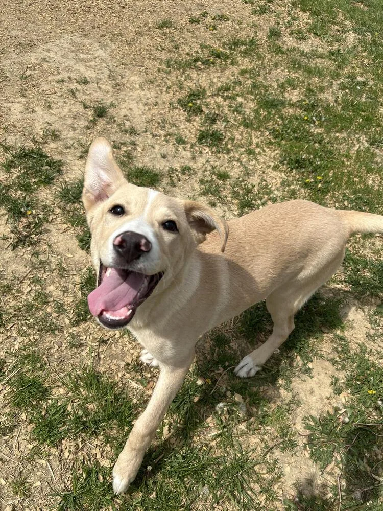 Dusty Dan thumbnail 2