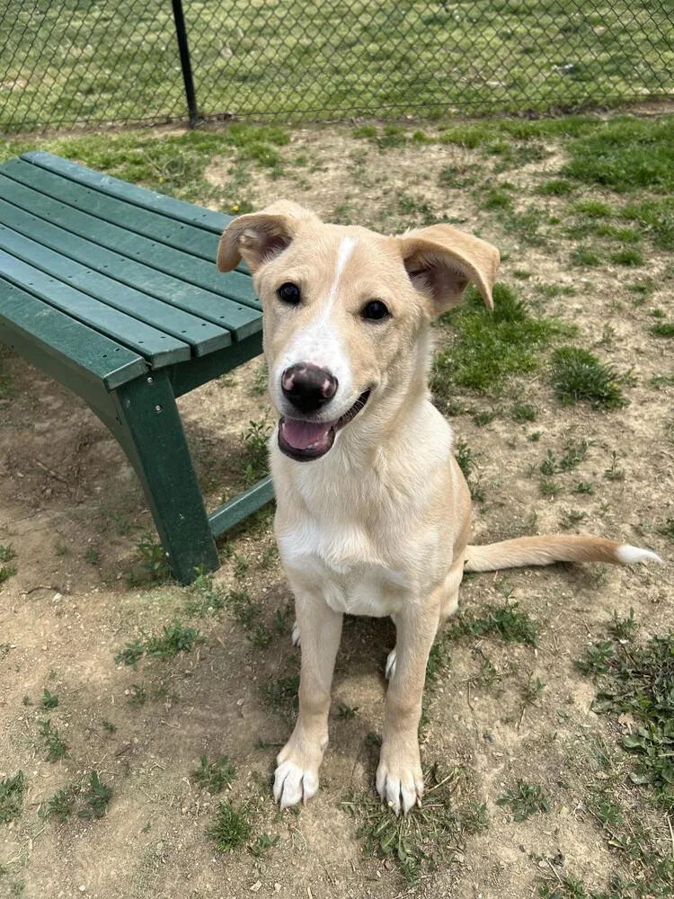 Dusty Dan thumbnail 4