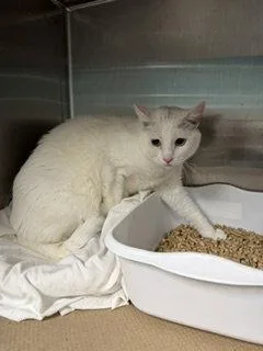 An adult medium-sized female White Domestic Short Hair cat named Tanner for adoption in Trenton, NJ