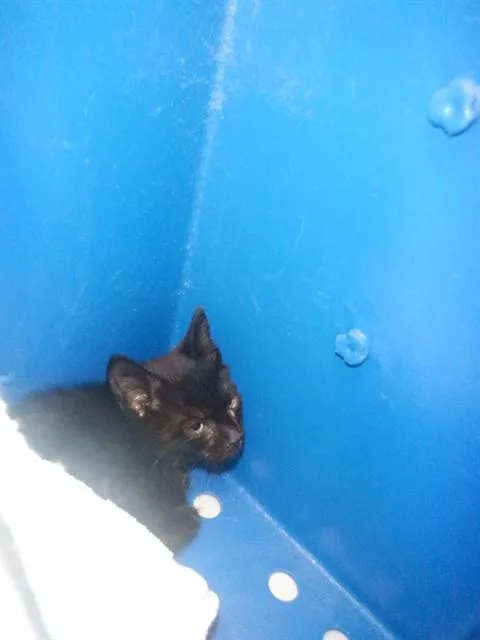 A baby small-sized female Domestic Short Hair cat named Wendy for adoption in San Jose, CA