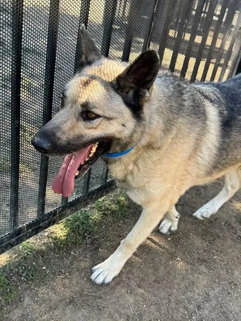 An adult extra large-sized male German Shepherd Dog dog named Rocky for adoption in Riverside, CA
