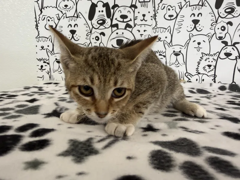 A baby small-sized female Domestic Short Hair cat named Sunny for adoption in San Pedro, CA