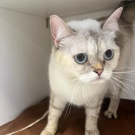 A young medium-sized female Lilac Point Scottish Fold cat named Mayo for adoption in Manassas, VA