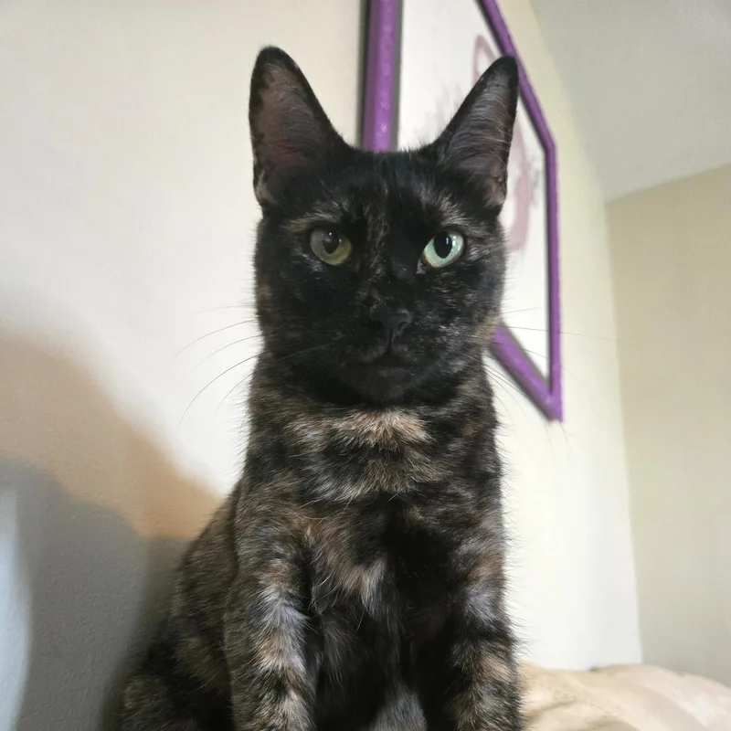 A young medium-sized female Tortoiseshell cat named Pina bondedtoBuddy for adoption in Houston, TX