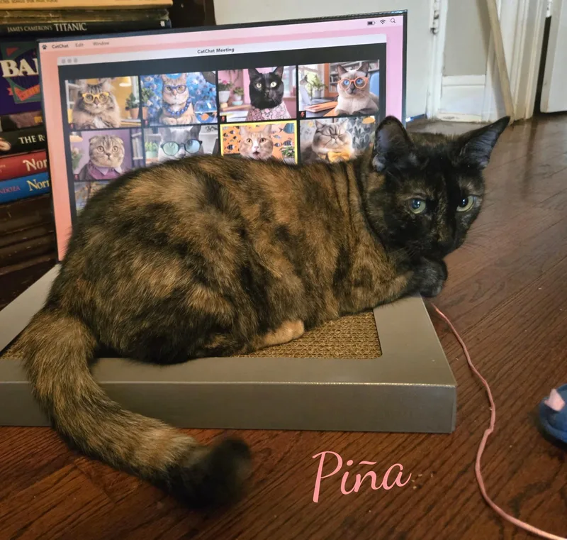 Pina bondedtoBuddy thumbnail 2