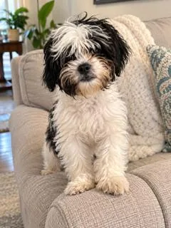 A baby small-sized male Shih Tzu dog named Mario for adoption in Tifton, GA
