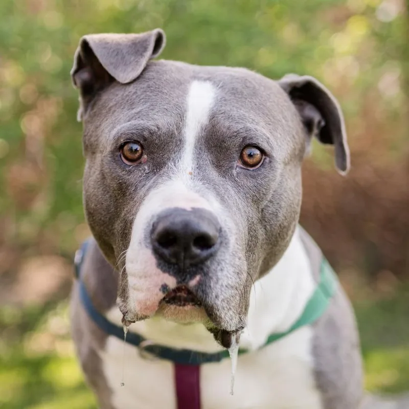 An adult large-sized male Gray / Blue / Silver Mixed Breed dog named Beau for adoption in Middletown, RI