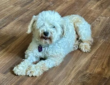 An adult small-sized male Schnauzer dog named Kloudy for adoption in Fort Worth, TX