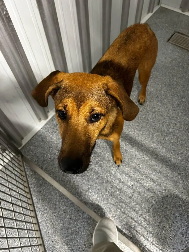A young medium-sized male Shepherd dog named Billy Howliday for adoption in bellefontaine, OH