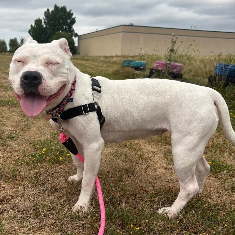 An adult medium-sized female White / Cream Mixed Breed dog named Dollie for adoption in Waukesha, WI