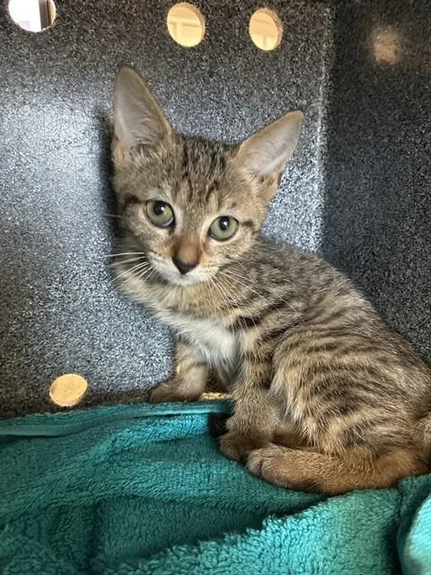 A baby small-sized male Domestic Short Hair cat named Ember for adoption in Naples, FL
