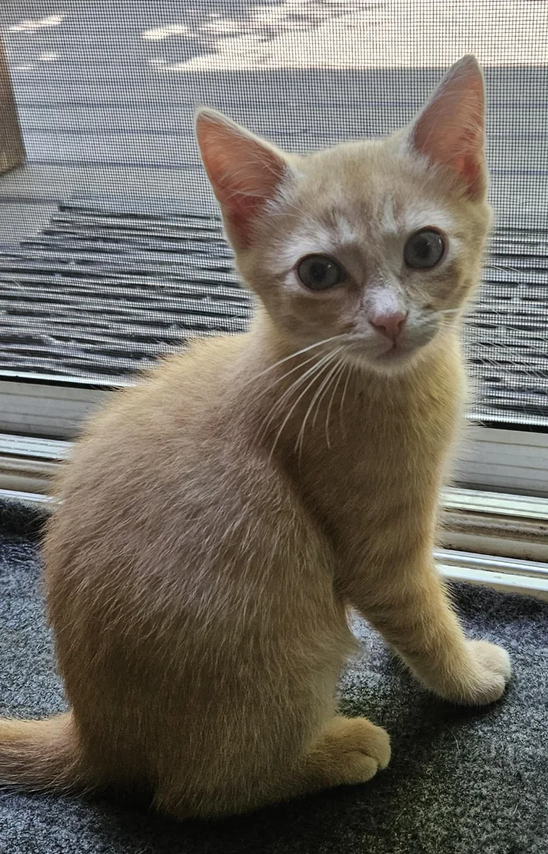 A young medium-sized male Tabby (Orange / Red) Domestic Short Hair cat named Comet for adoption in Washburn, WI