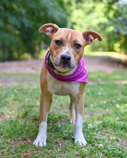A young large-sized female Mixed Breed dog named Debbie for adoption in Chamblee, GA