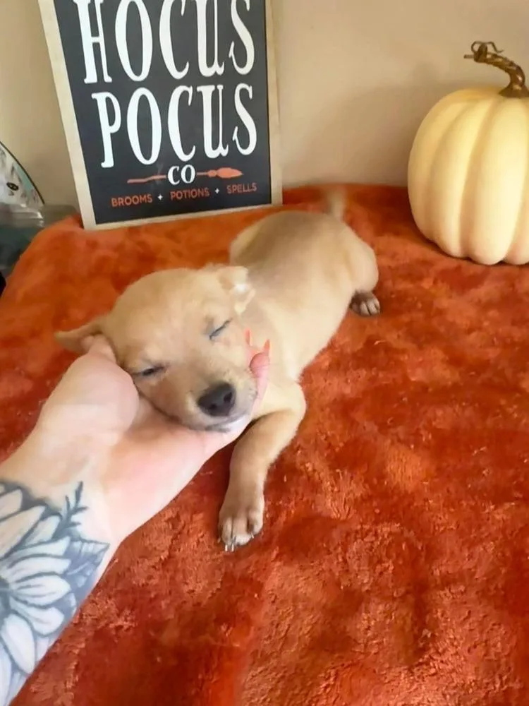 A baby small-sized male Chihuahua dog named Oliver for adoption in Groveland, MA