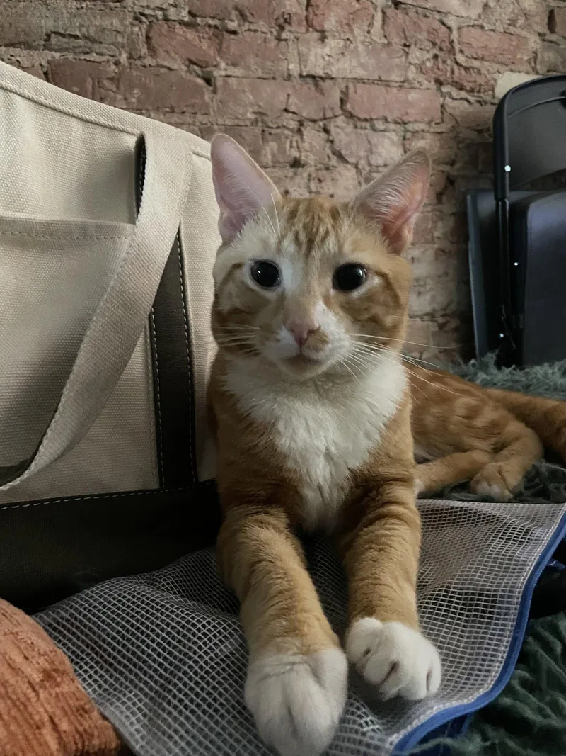 Garfield thumbnail 2