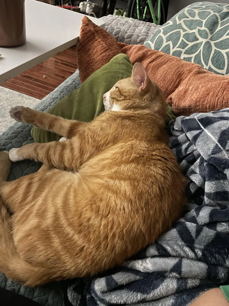 Garfield thumbnail 3
