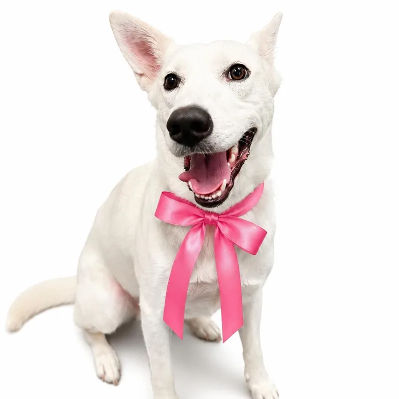 A young medium-sized female White / Cream Mixed Breed dog named Crest D White for adoption in Columbiana, AL