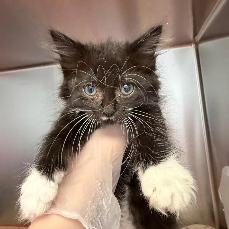 A baby small-sized female Black Domestic Long Hair cat named Canoe for adoption in Martinsville, VA
