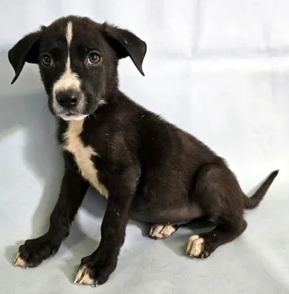 A baby large-sized male Labrador Retriever dog named Dash for adoption in Morton Grove, IL