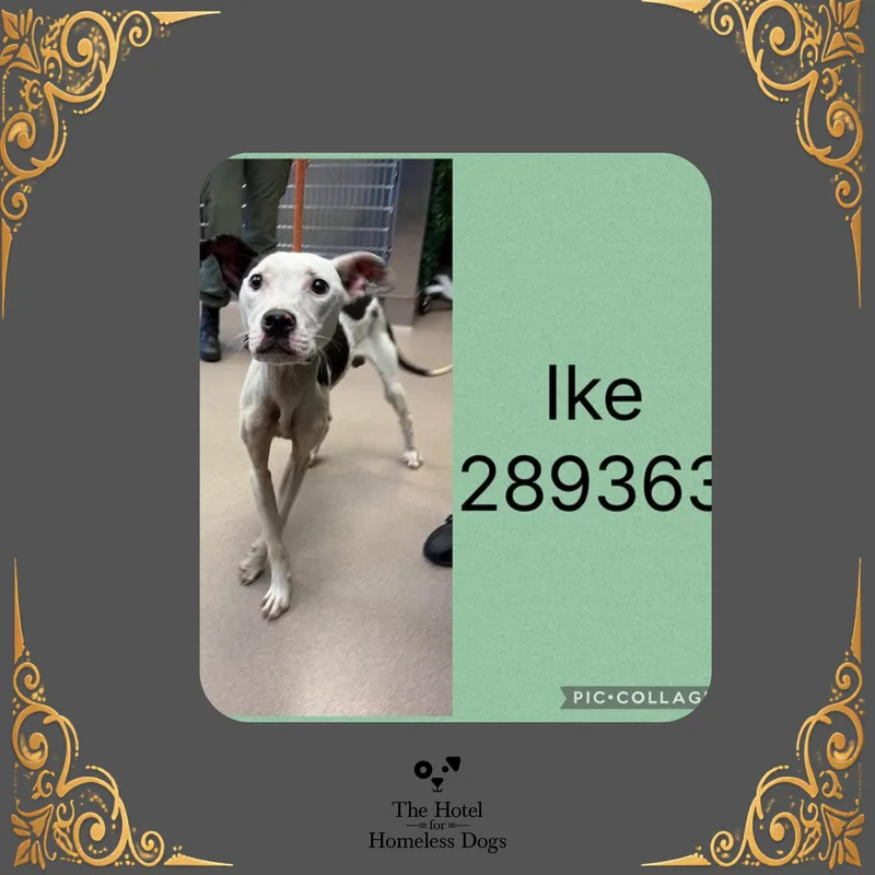 A young medium-sized male White / Cream Terrier dog named Alfie for adoption in Cumberland, RI