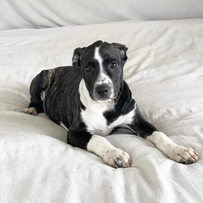 Darling Drysdale thumbnail 2