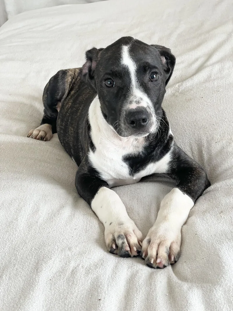 Darling Drysdale thumbnail 3