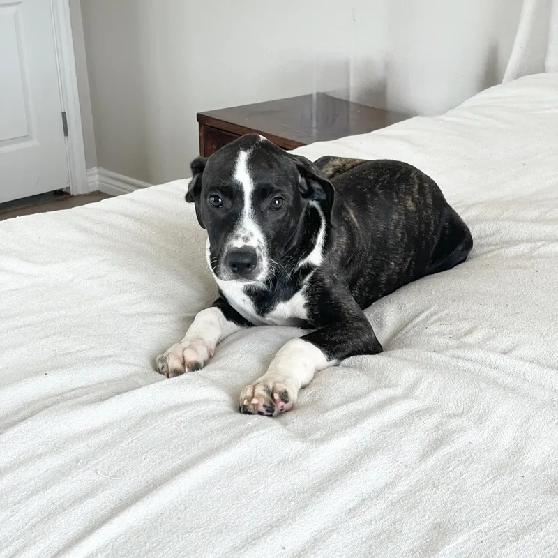 Darling Drysdale thumbnail 4