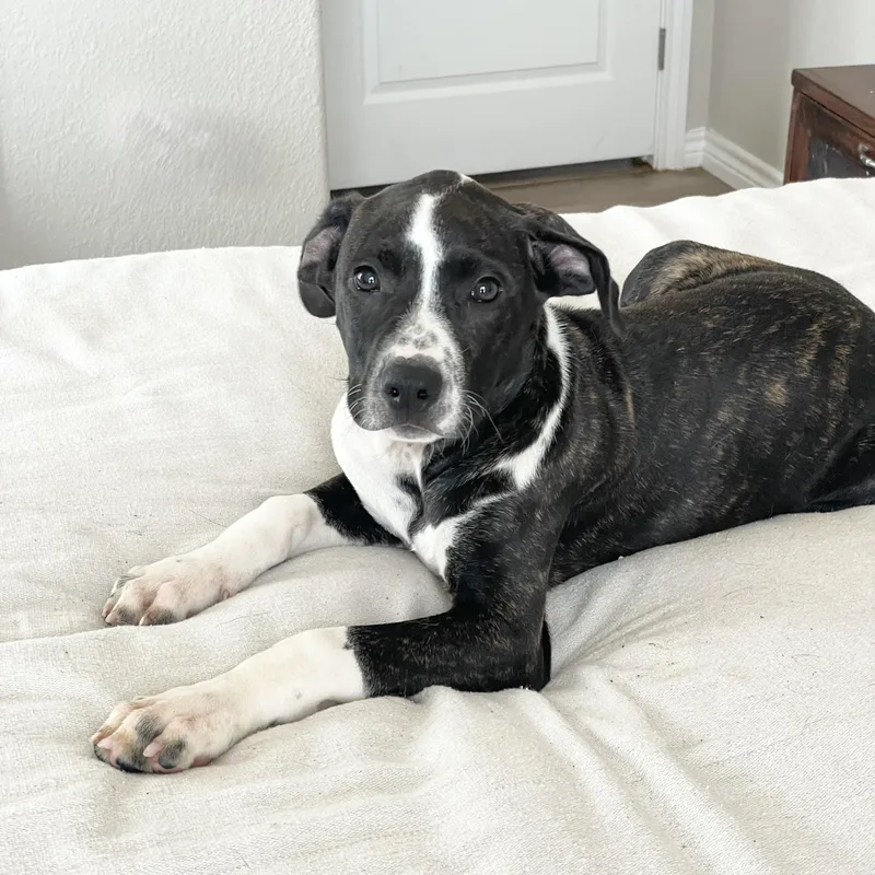 A baby large-sized male Brindle Hound dog named Darling Drysdale for adoption in Burlington, NC