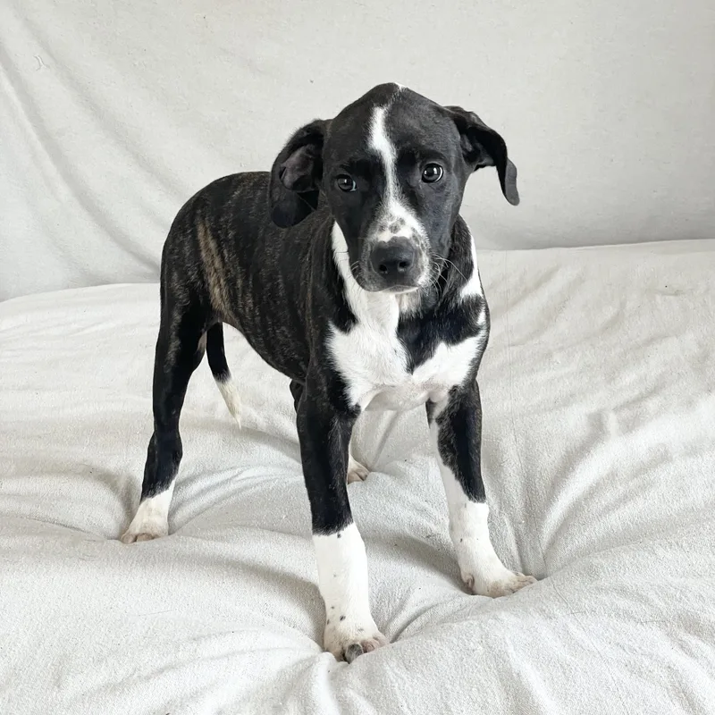 Darling Drysdale thumbnail 5