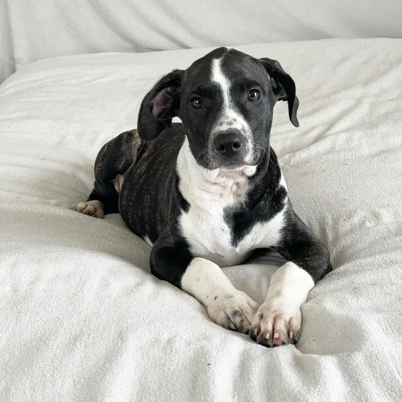 Darling Drysdale thumbnail 6