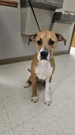 A young medium-sized male Yellow / Tan / Blond / Fawn Pit Bull Terrier dog named Sylvester for adoption in Moline, IL