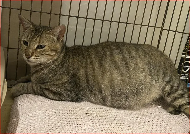 A young small-sized female Tabby cat named Patty for adoption in Orlando, FL