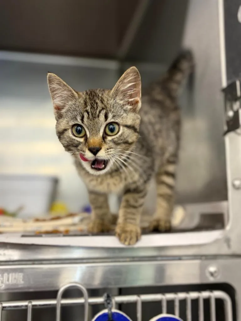 A baby medium-sized female Domestic Short Hair cat named Hazel for adoption in Portland, IN