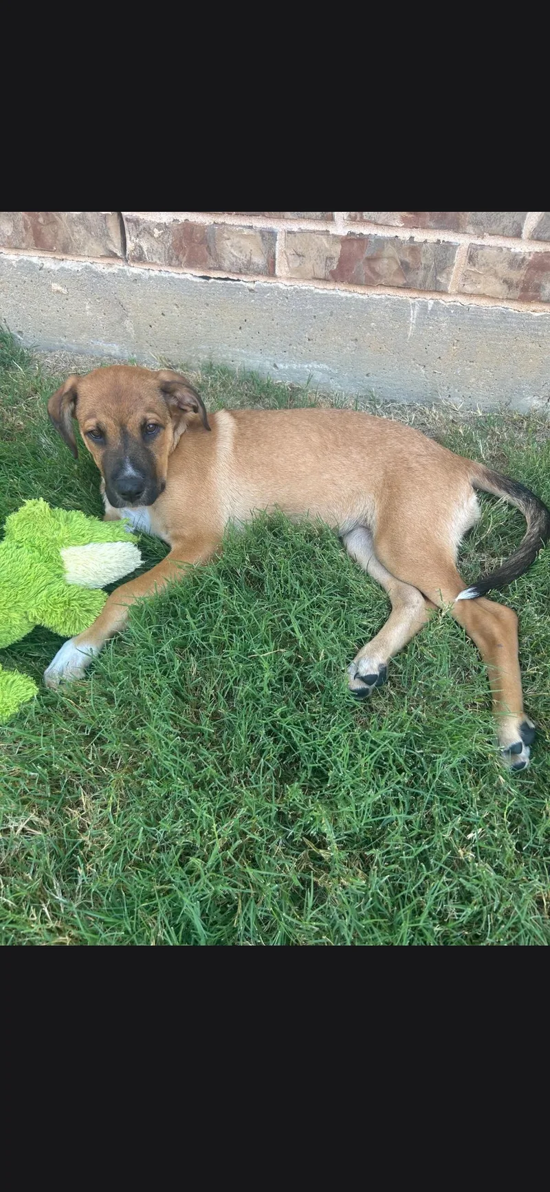 A baby large-sized male German Shepherd Dog dog named Iggy for adoption in Plano, TX