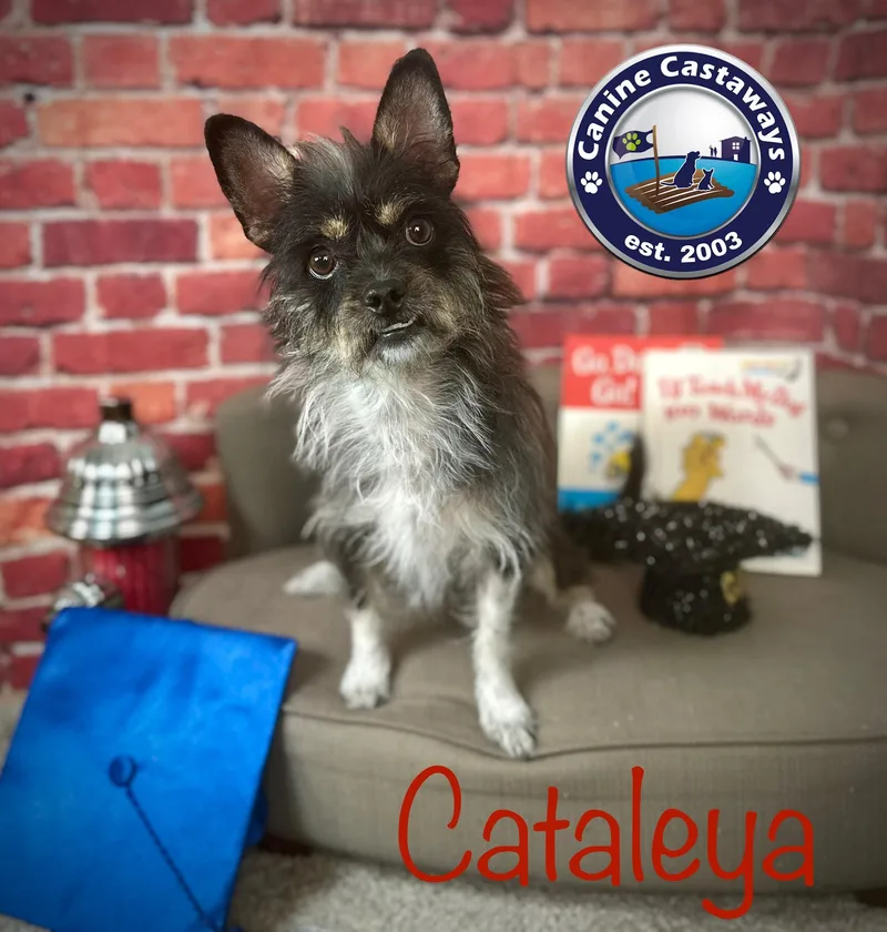 Cataleya thumbnail 4