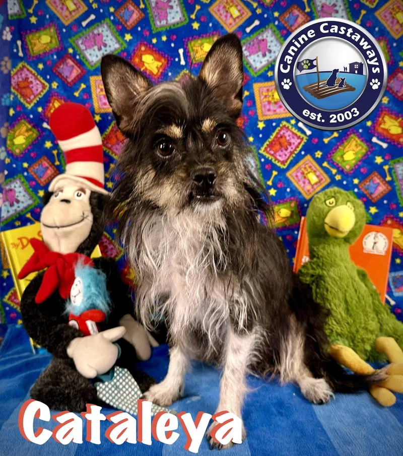 Cataleya thumbnail 5