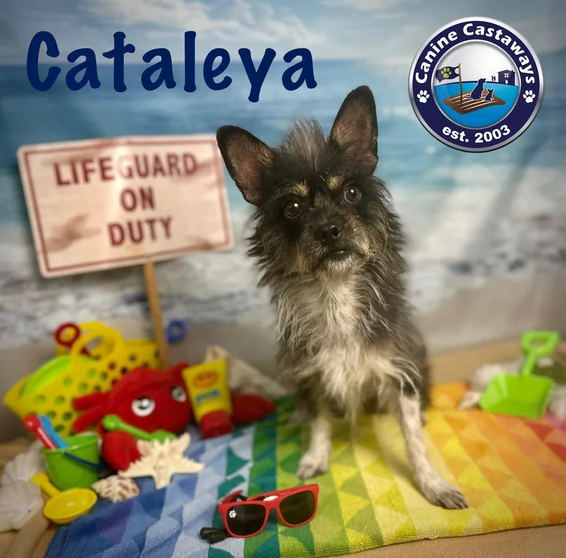 Cataleya thumbnail 6