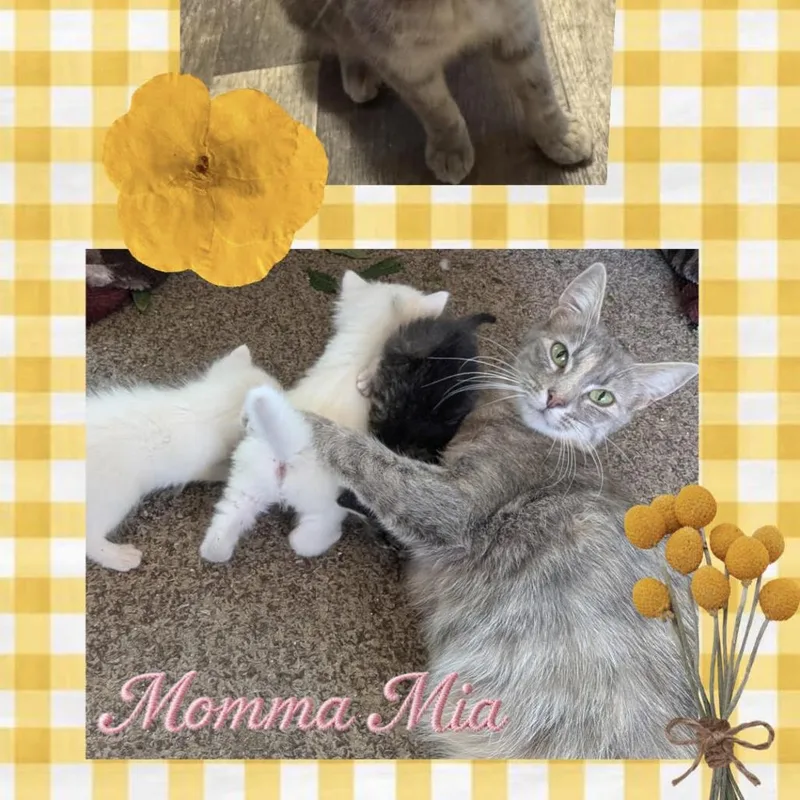 A young medium-sized female Torbie Domestic Short Hair cat named Momma Mia for adoption in Orangevale, CA