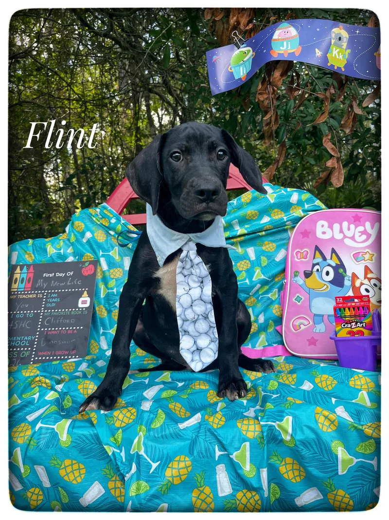 Flint thumbnail 5