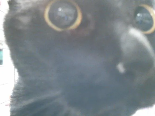 A young large-sized female Domestic Short Hair cat named A for adoption in Houston, TX