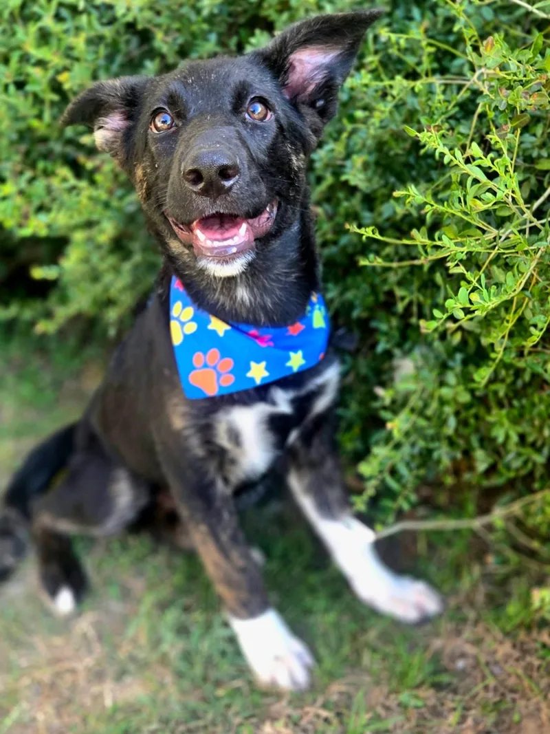 A young medium-sized female Shepherd dog named Noodle for adoption in University Place, WA