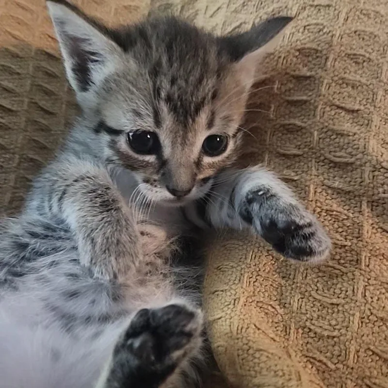 A baby small-sized female Brown / Chocolate Domestic Short Hair cat named Is It Cake for adoption in Austin, TX